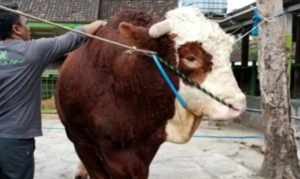 Sapi Kurban Jumbo di Sindangkasih Ciamis Jadi Perhatian Warga