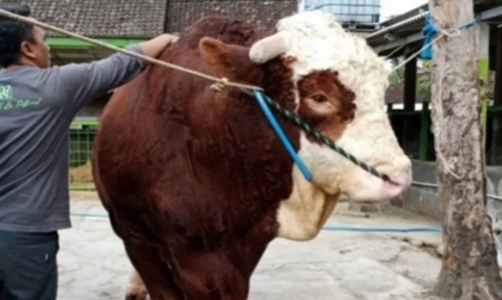 Sapi Kurban Jumbo di Sindangkasih Ciamis Jadi Perhatian Warga