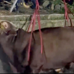 Tasikmalaya: Aksi Menegangkan! Evakuasi Sapi Limousin 720 Kg Diselamatkan Damkar