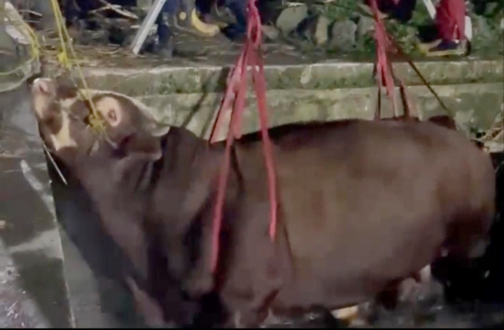 Tasikmalaya: Aksi Menegangkan! Evakuasi Sapi Limousin 720 Kg Diselamatkan Damkar