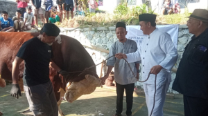 Warga Tasikmalaya Antusias Lihat Sapi Kurban Presiden