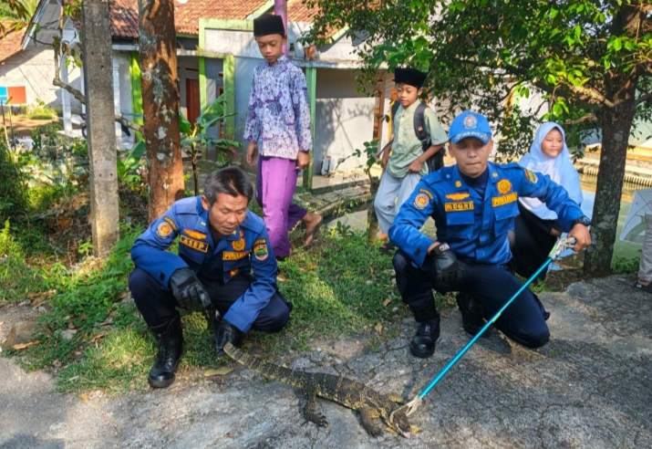 Biawak Masuk Dapur Rumah Warga Ciamis, Damkar Turun Tangan