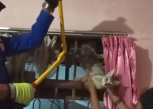 Damkar Kota Tasikmalaya Evakuasi Kucing Terjepit Tralis Rumah