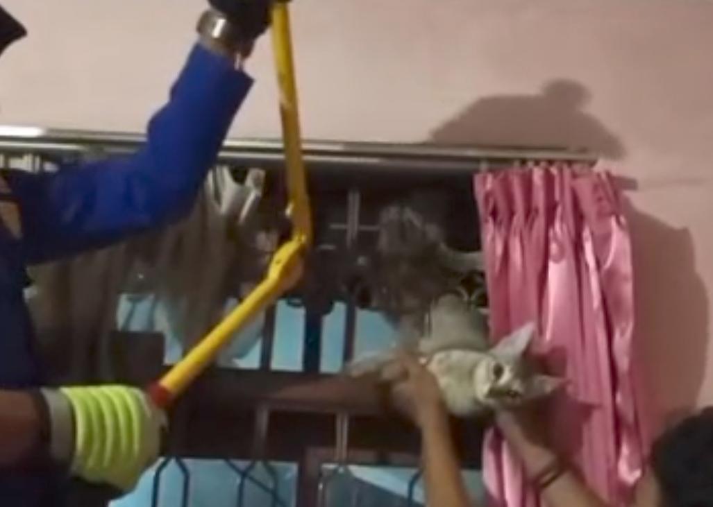 Damkar Kota Tasikmalaya Evakuasi Kucing Terjepit Tralis Rumah