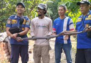 Ular Kobra di Banjar Gegerkan Warga Perumahan Balokang