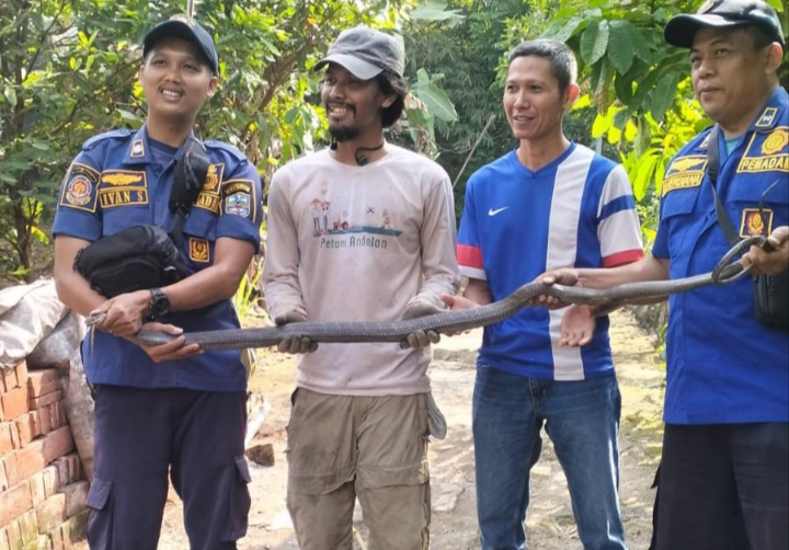 Ular Kobra di Banjar Gegerkan Warga Perumahan Balokang