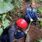 Damkar Ciamis Kembali Beraksi! Evakuasi Ular Sanca 2,2 Meter