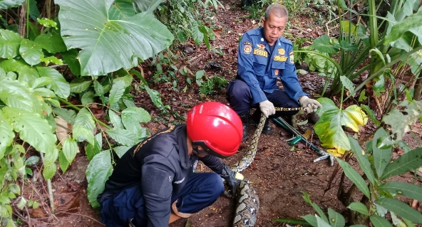 Damkar Ciamis Kembali Beraksi! Evakuasi Ular Sanca 2,2 Meter