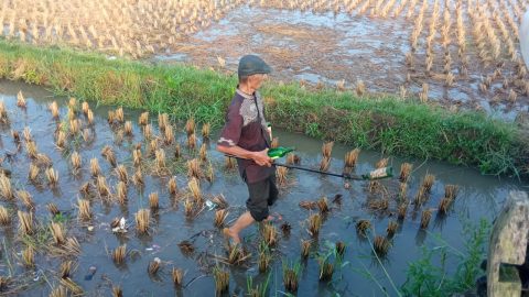 Botol Miras di Sawah Tasikmalaya
