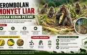 Gerombolan Monyet Liar Rusak Kebun Petani